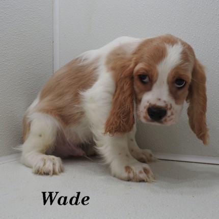 puppy, for, sale, Cockilear, Joe & Cherri  Overlease, dog, breeder, Miller, MO, dog-breeder, puppy-for-sale, forsale, nearby, find, puppyfind, locator, puppylocator, aca